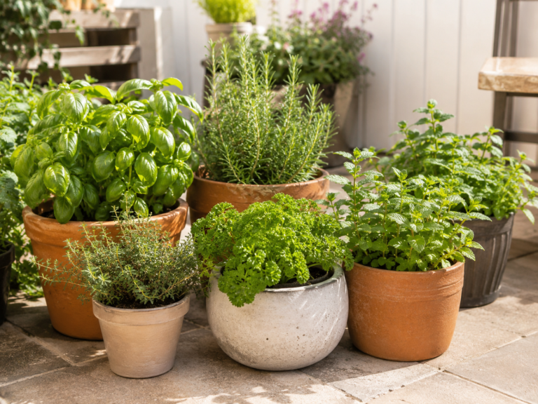 Herb garden ideas for small patio